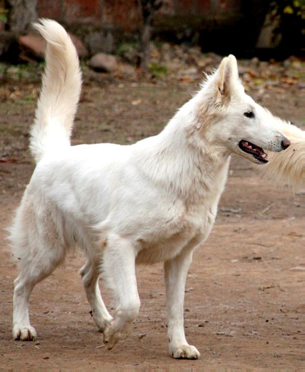 Arya Wolves Des Altariel | White Swiss Shepherd Dog 