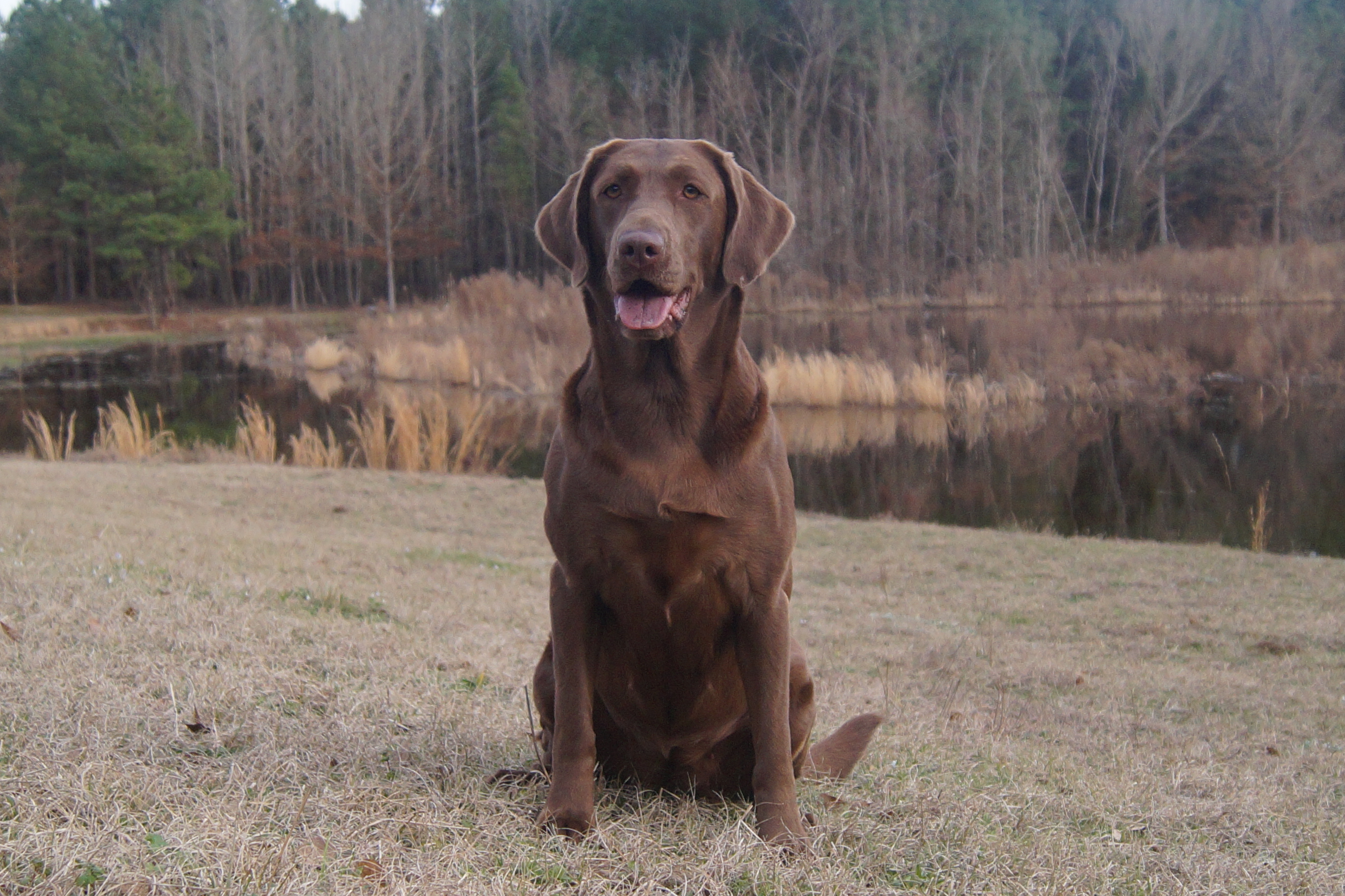 Dry Pond's Blue Moon Bailey | Chocolate Labrador Retriver