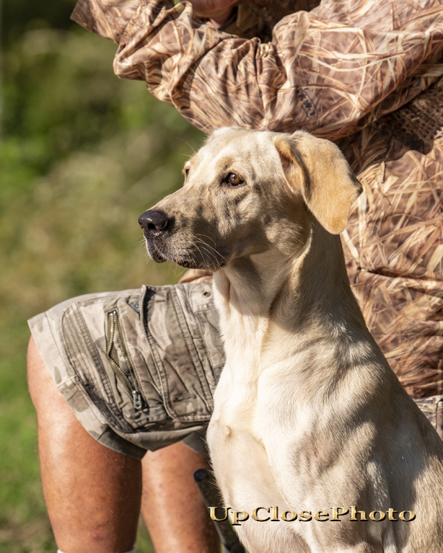 HRCH Big Mamou's Take It To The Limit MH MNR | Yellow Labrador Retriver