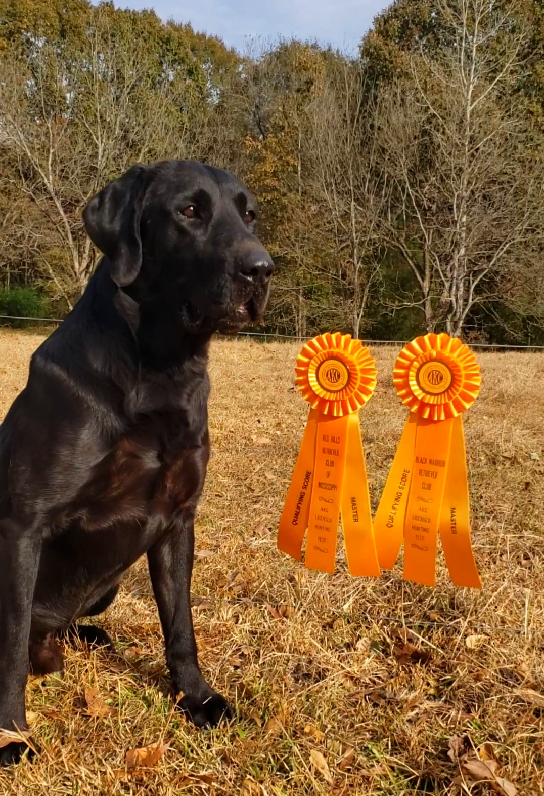 HR Dude's Shake Rattle And Roll MH | Black Labrador Retriver