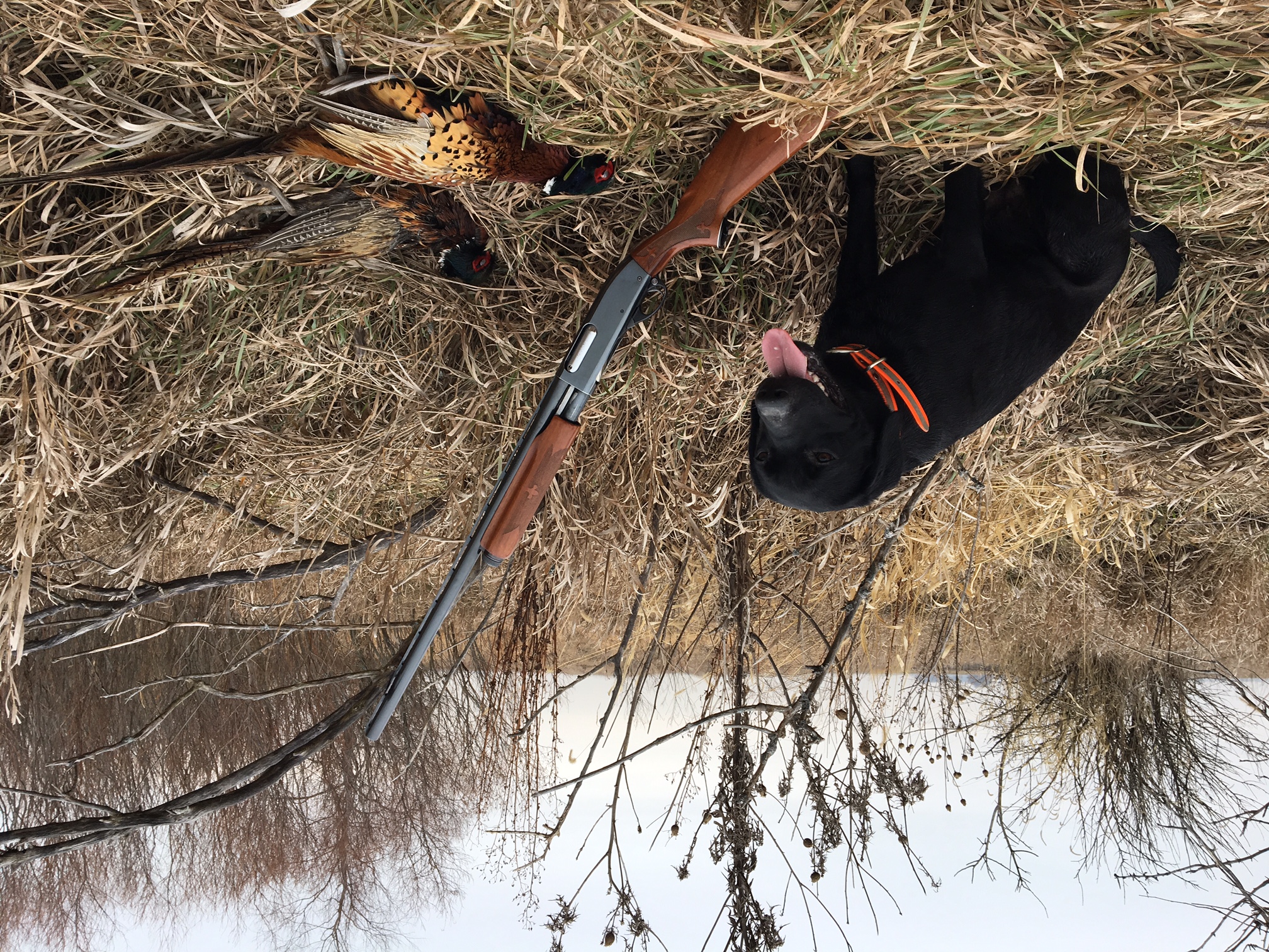 HR Orion's Ziggy Stardust | Black Labrador Retriver