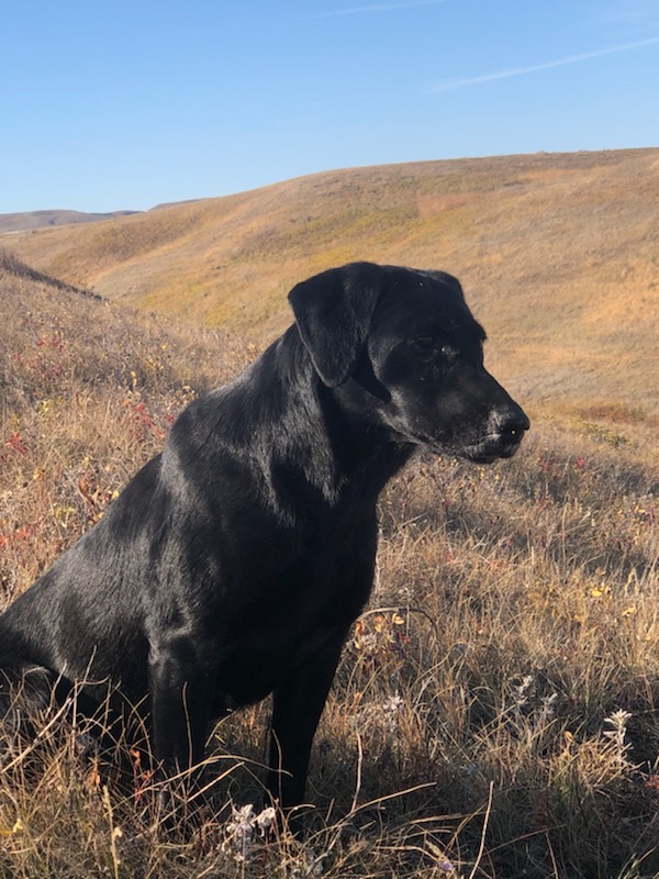 FTCH Baypoint's Idaone QFTR QA2 | Black Labrador Retriver