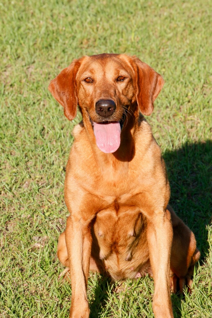 Coats Remington of Washita | Yellow Labrador Retriver