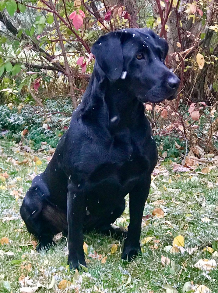 Razor's Up N Smoke QAA | Black Labrador Retriver