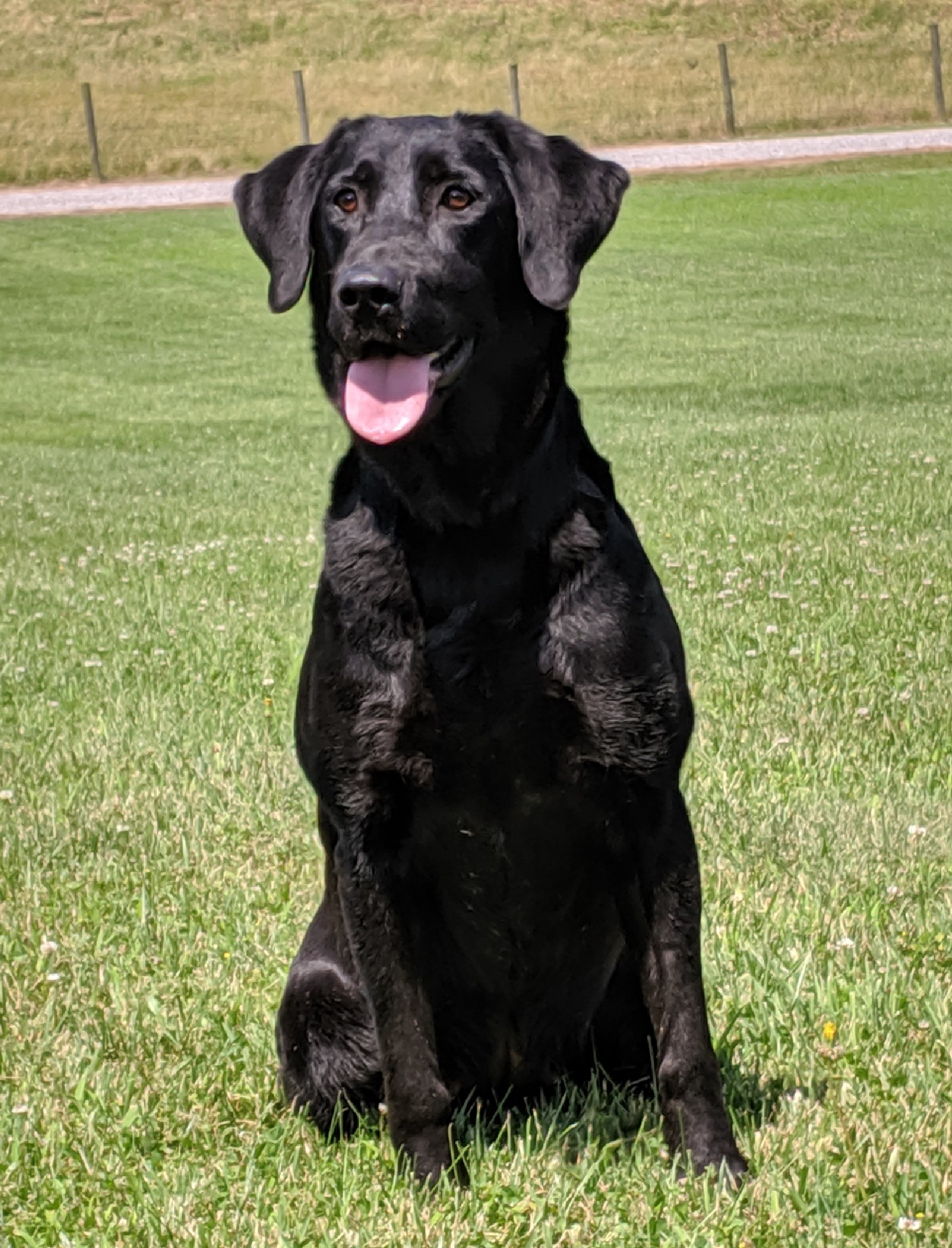 Mgm Lady In Black MH | Black Labrador Retriver