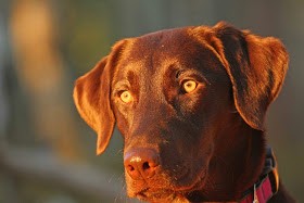 Trinity's Sailing The Seven Seas | Chocolate Labrador Retriver