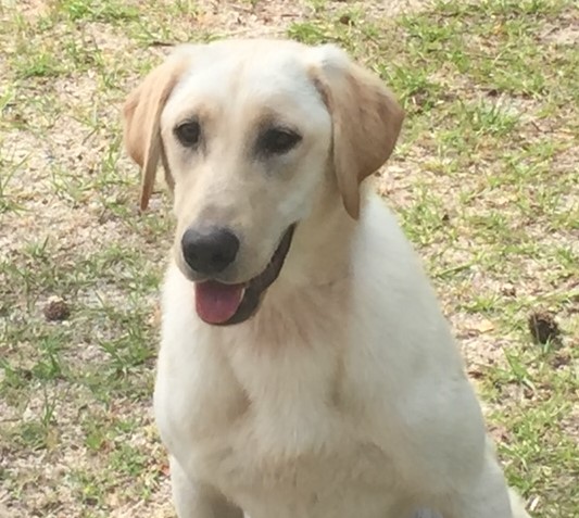 HRCH Claire's Sunshine SH | Yellow Labrador Retriver