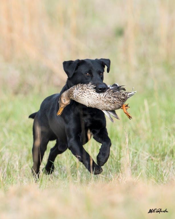 HRCH UH Pitch Black Collins MH | Black Labrador Retriver