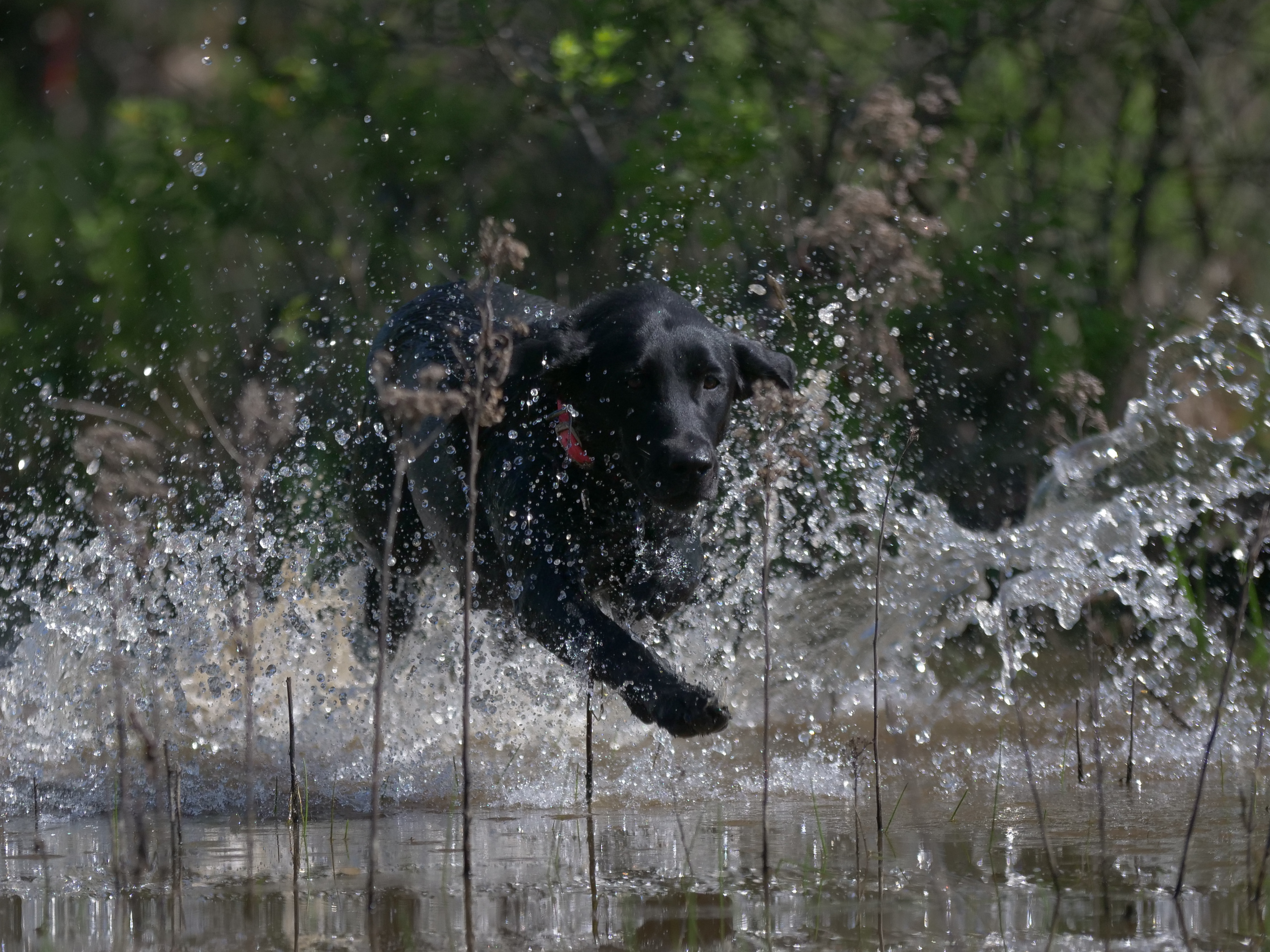 GRHRCH UH Colaparchee Black As Pepper MH | Black Labrador Retriver