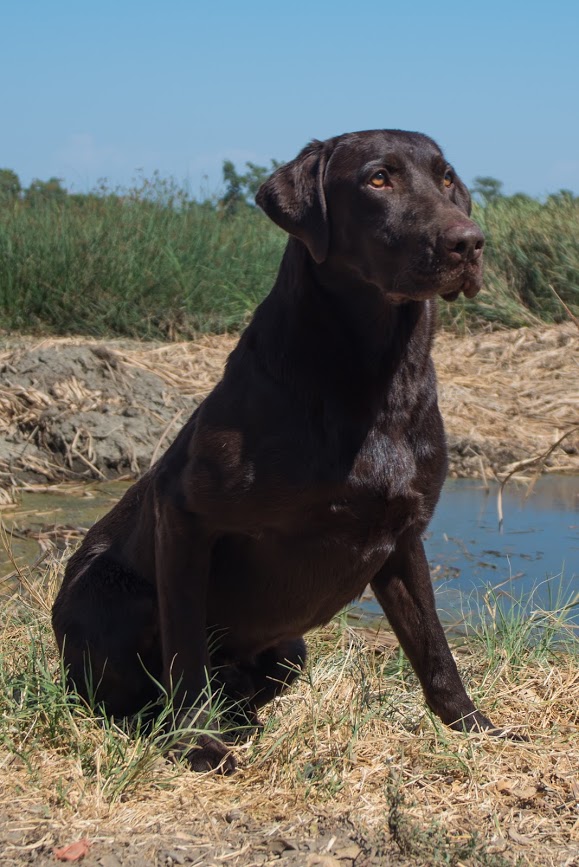 Starlights Red Bull MH | Chocolate Labrador Retriver