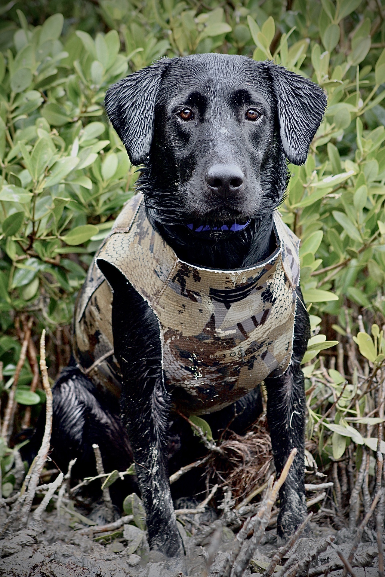 Odin Storm Trevino | Black Labrador Retriver