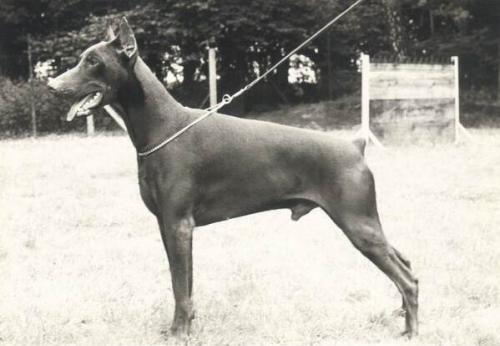 Hertog Django v. Manensheide (NHSB 1112718) | Brown Doberman Pinscher