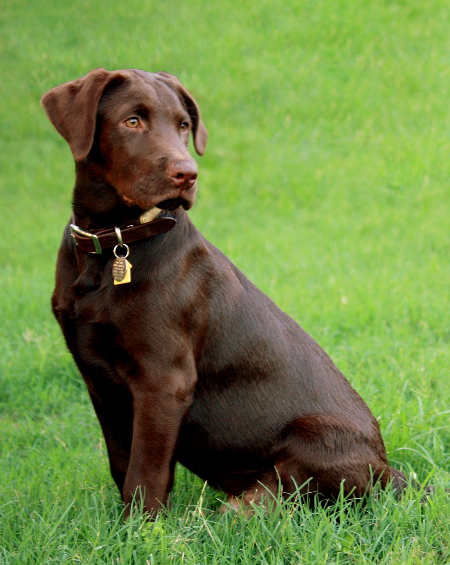 SHR Watermark's Texas Hurricane JH | Chocolate Labrador Retriver