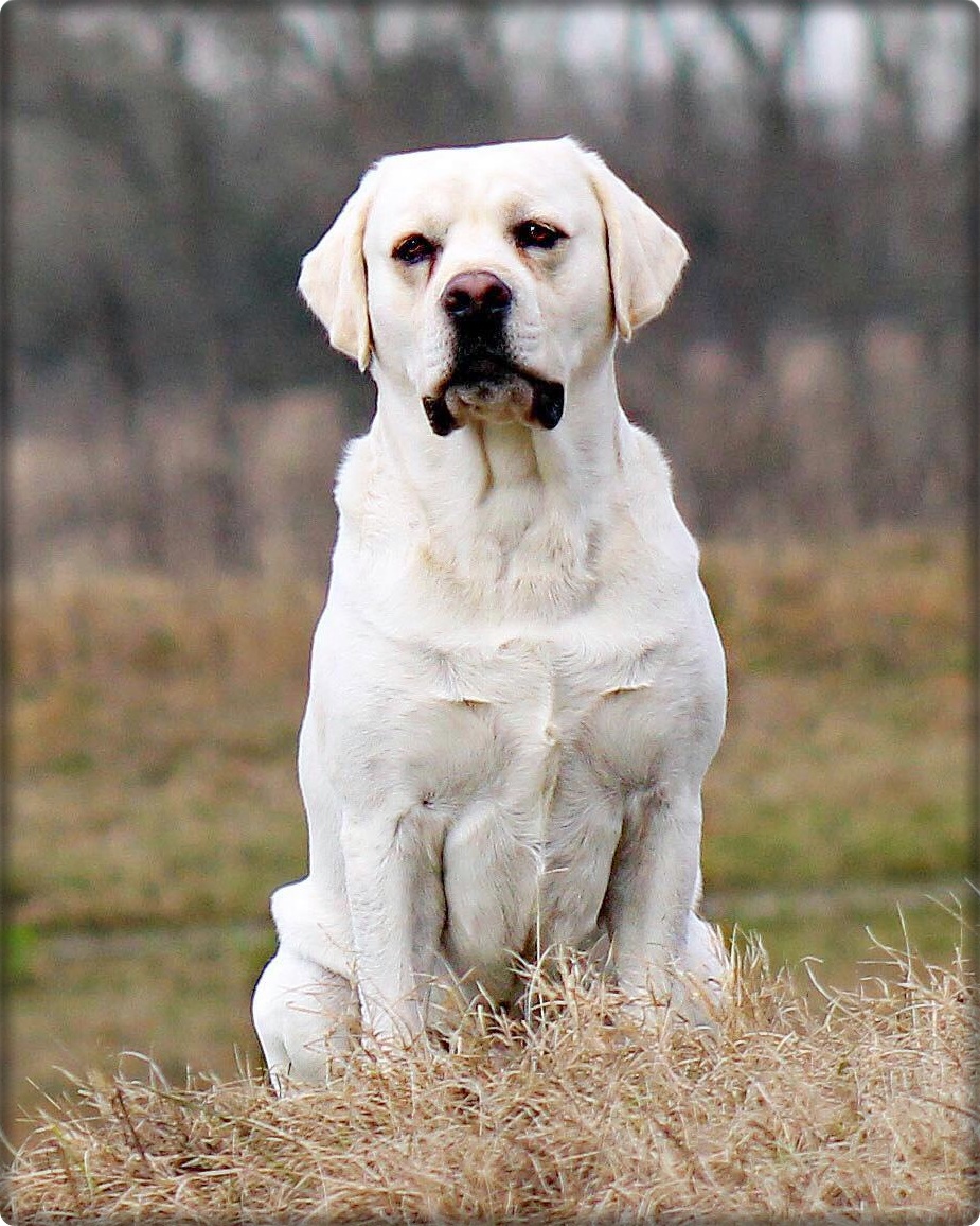 HRCH Ajax Baxter Beau Of Kingwood MH | Yellow Labrador Retriver