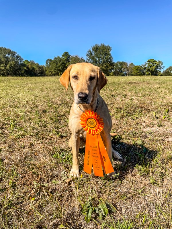 Carolina Traveler In The Pink SH (Has 2 MH passes) | Yellow Labrador Retriver