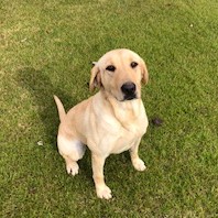 Carolina Traveler In The Pink SH (Has 2 MH passes) | Yellow Labrador Retriver