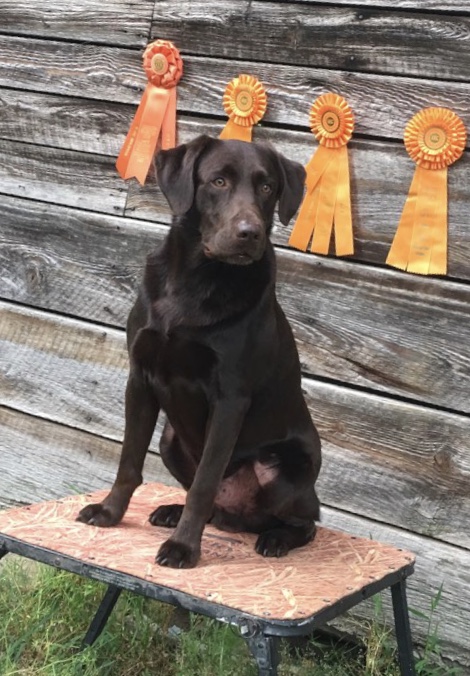 HRCH Taters Tennessee Roadtrip MH | Chocolate Labrador Retriver