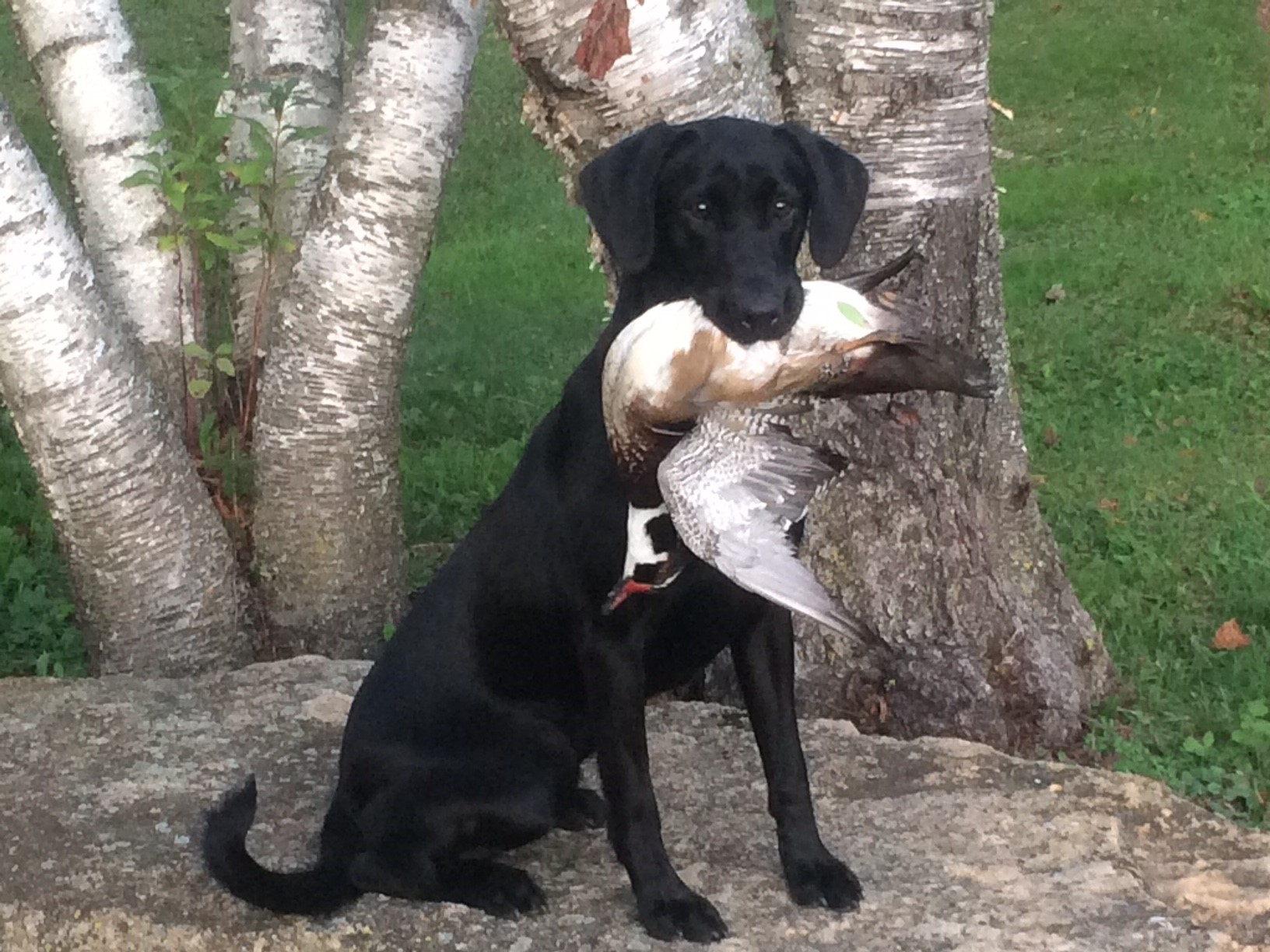 Contender's Slap Happy | Black Labrador Retriver