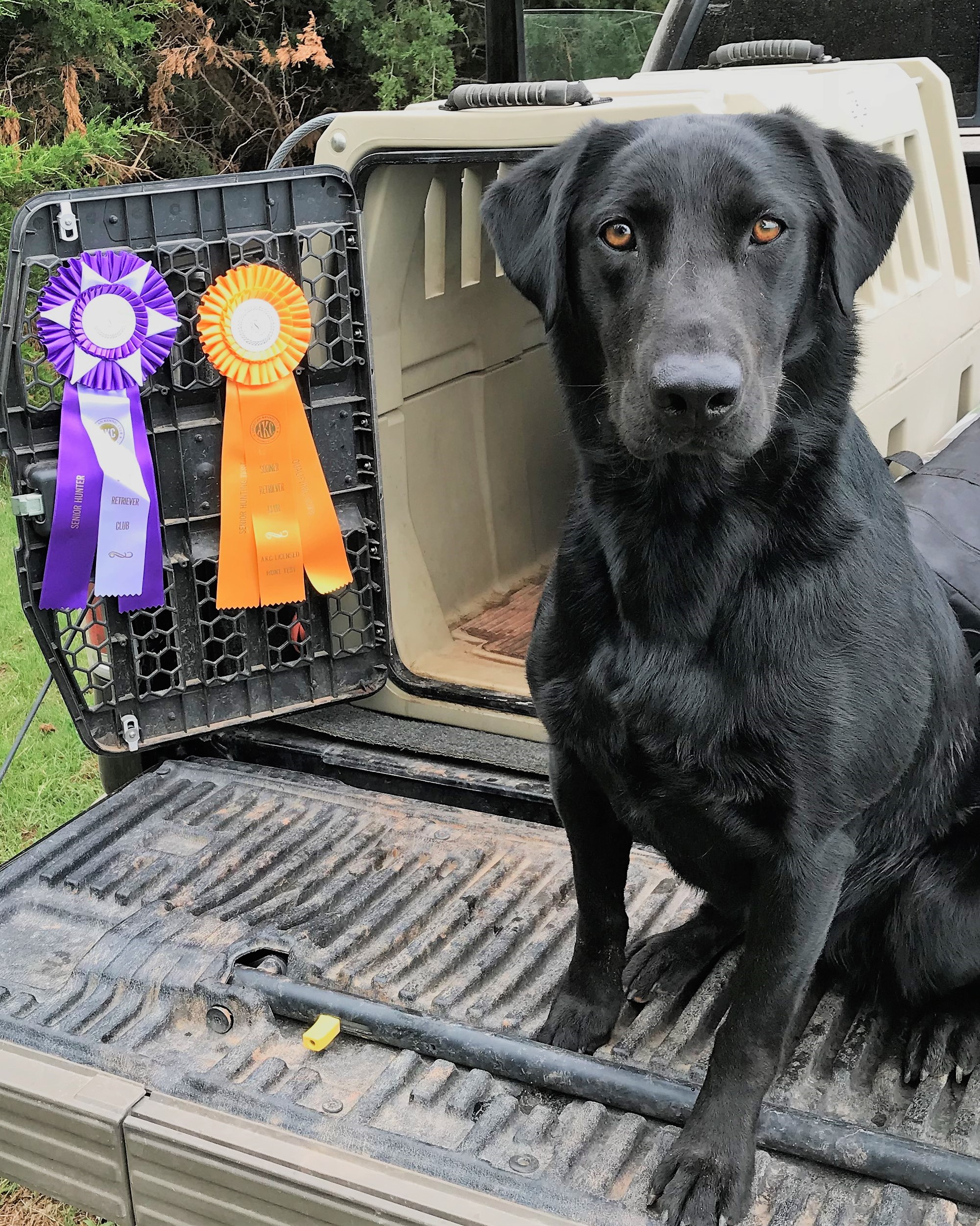 HRCH Surprised By Amazing Grace MH | Black Labrador Retriver