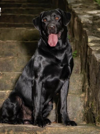 SHR Kicking Bird's Lakota War Axe DN CGC TN | Black Labrador Retriver