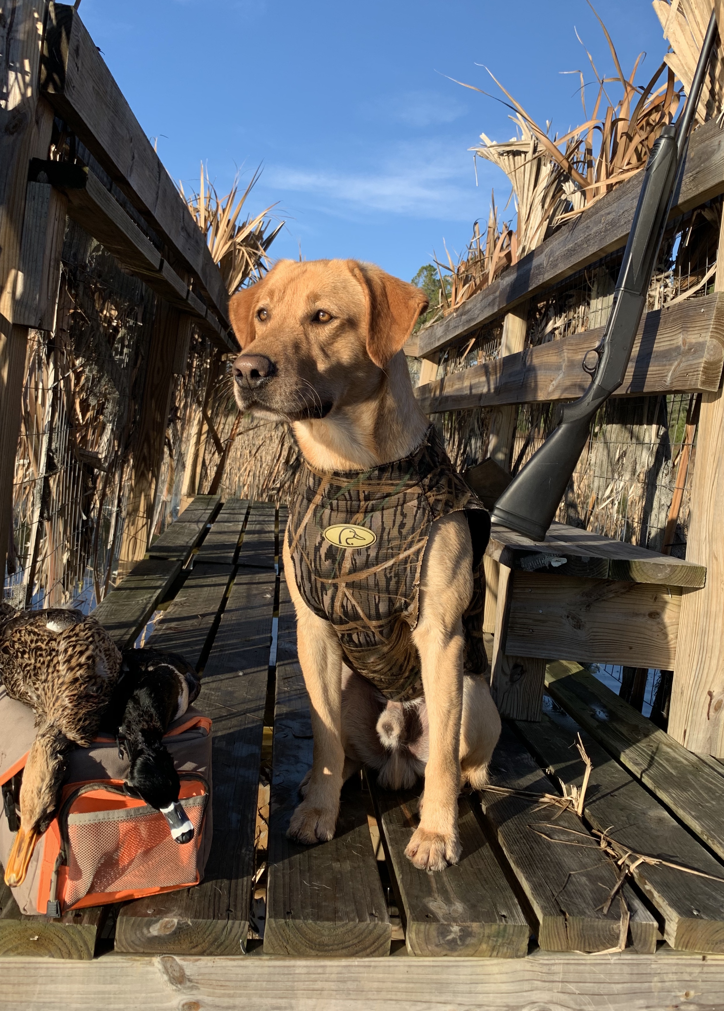 HRCH Lmk's Nick Of Time Traveler MH | Yellow Labrador Retriver