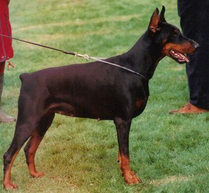 Britt v.h. Wantij | Black Doberman Pinscher