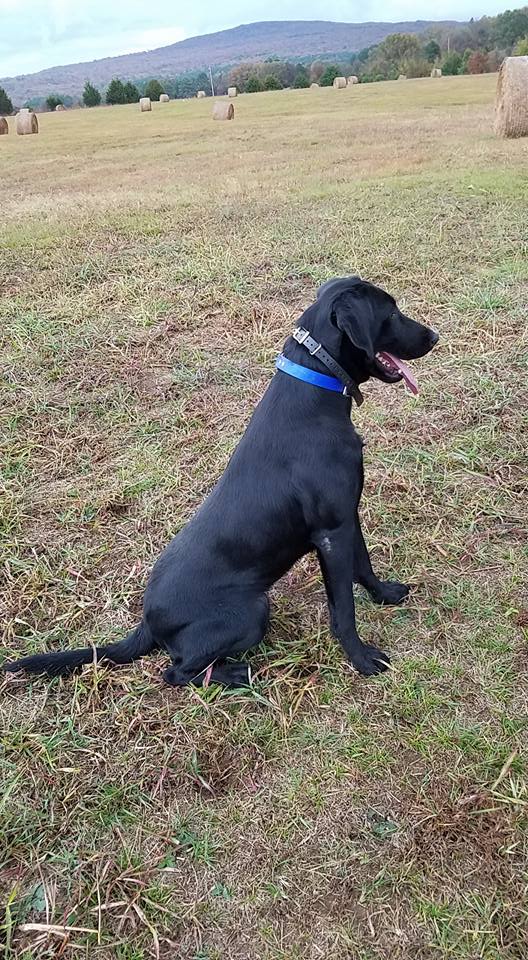 HRCH Clearwaters Laila | Black Labrador Retriver