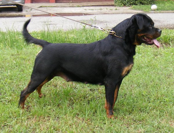 assy black beast | Rottweiler 