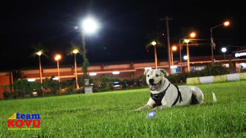 Kamadala's Zazu | American Bulldog 