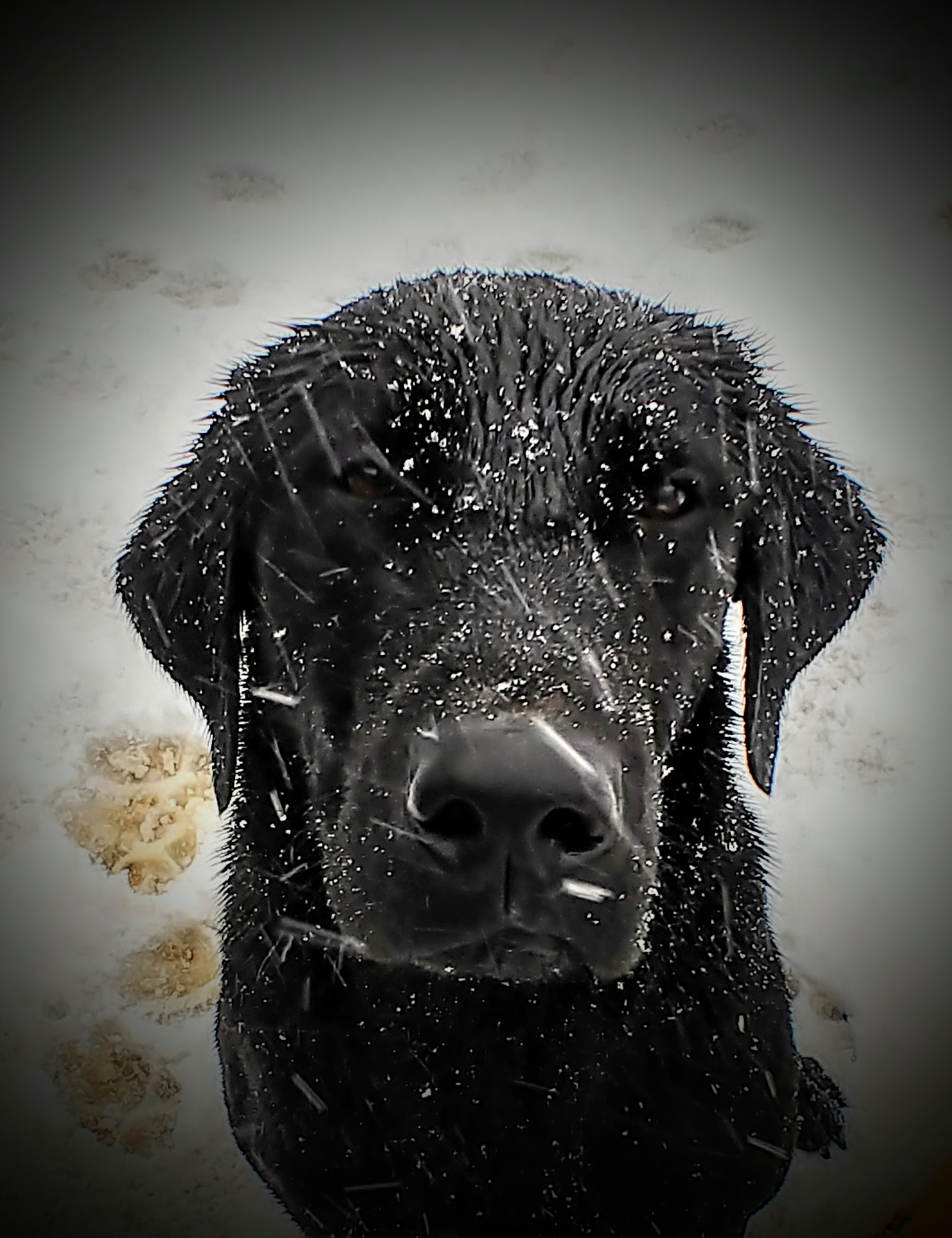 Field Of Dreams Candlewoods Camo | Black Labrador Retriver