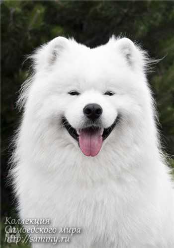 Poligen Zlatomir | Samoyed 