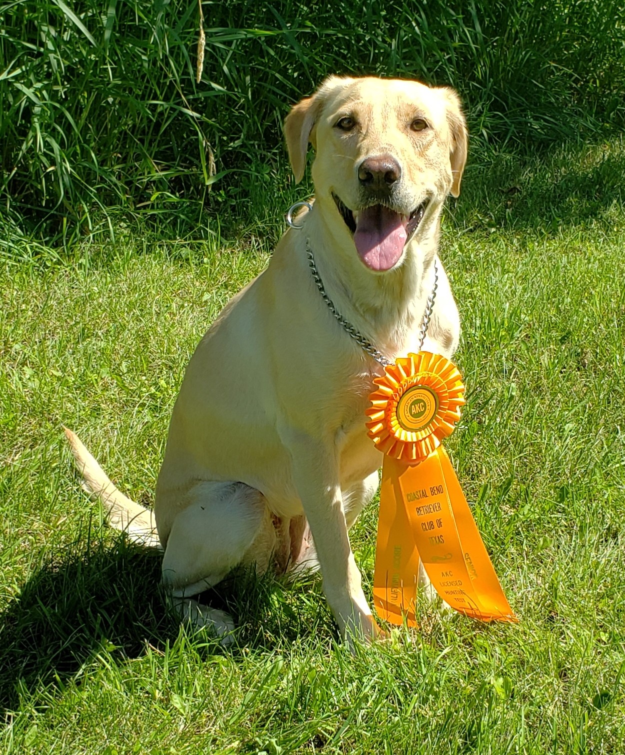 ML's Reel Em In Lindy SH | Yellow Labrador Retriver