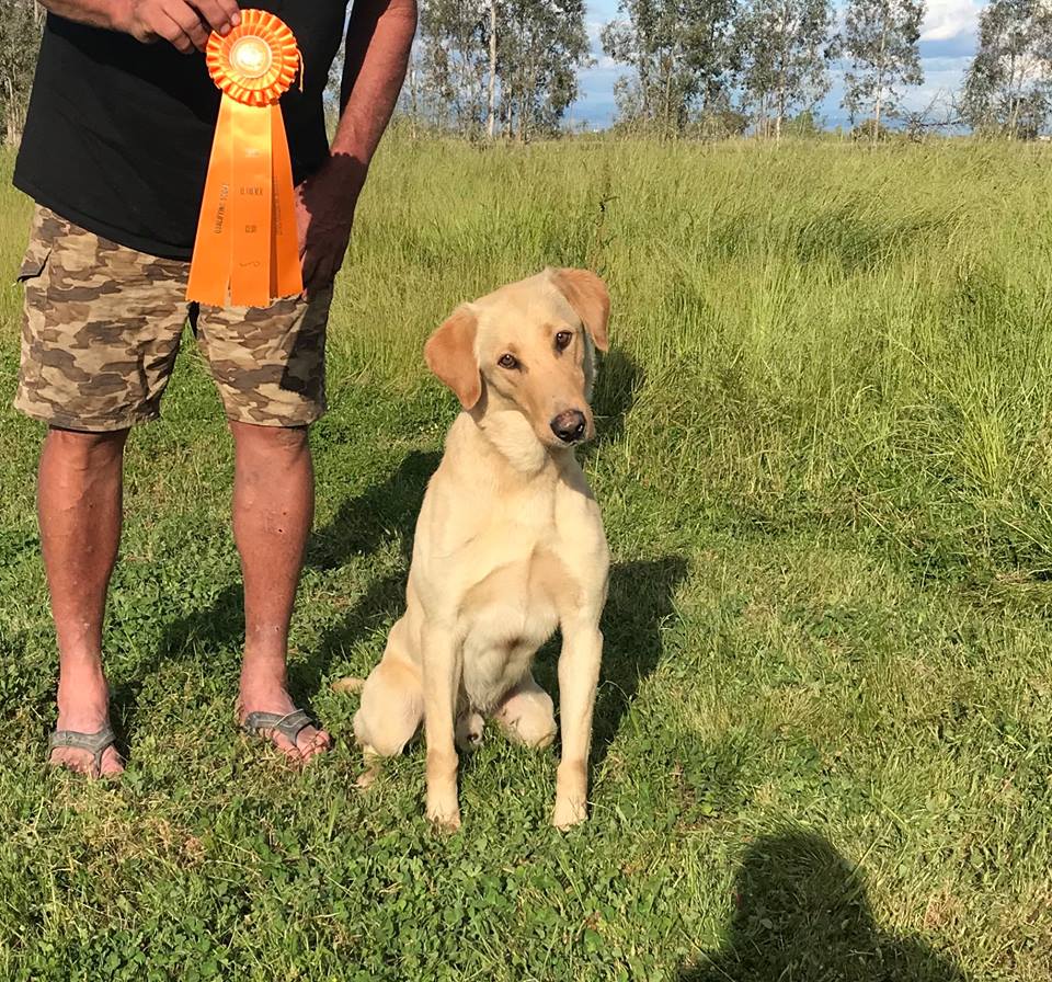 Applewoods Spike | Yellow Labrador Retriver