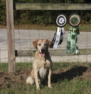 GRHRCH Stricklands Sonny Boy MH MNR | Yellow Labrador Retriver