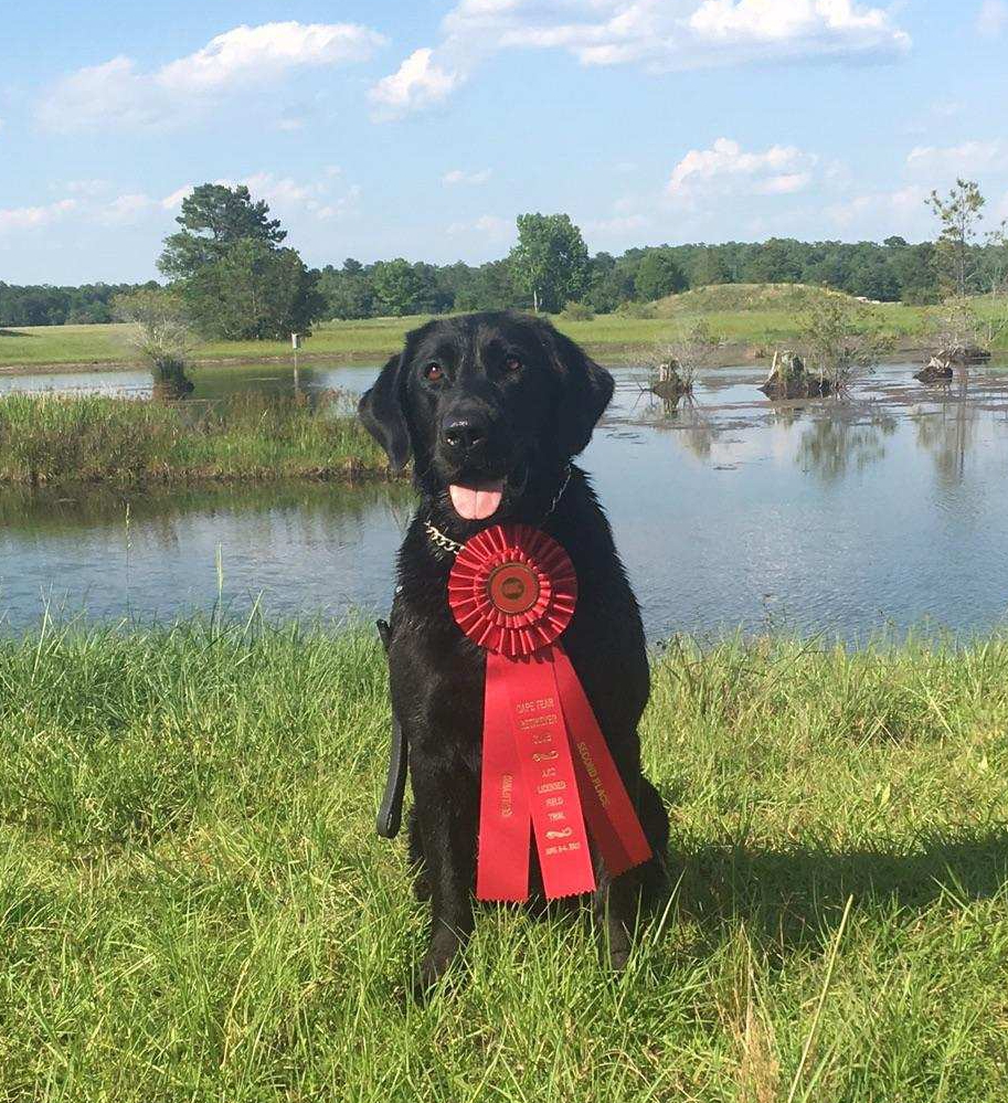 2019 SRSCC SRSCH 4xGRHRCH  Taylor Farm's Midnight Georgia QAA MH28 MNH4 | Black Labrador Retriver