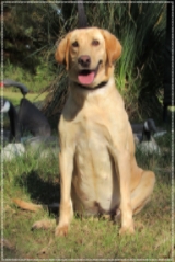 Moccasin Creek's Crop Duster | Yellow Labrador Retriver