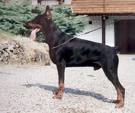 Xiko v.h. Wantij | Black Doberman Pinscher