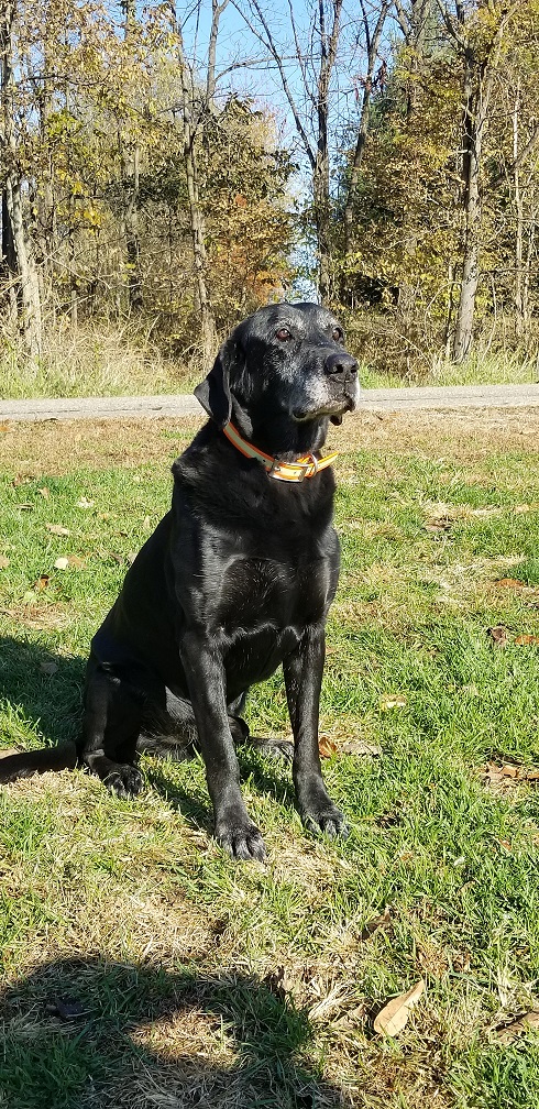 Contrails South-paw Chompin Zeke | Black Labrador Retriver