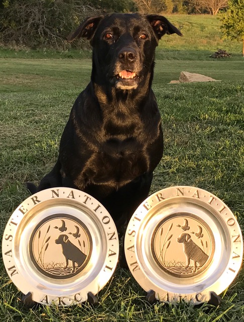 HRCH Dakota Sunsets Black Storm Cloud MH27 MNR | Black Labrador Retriver
