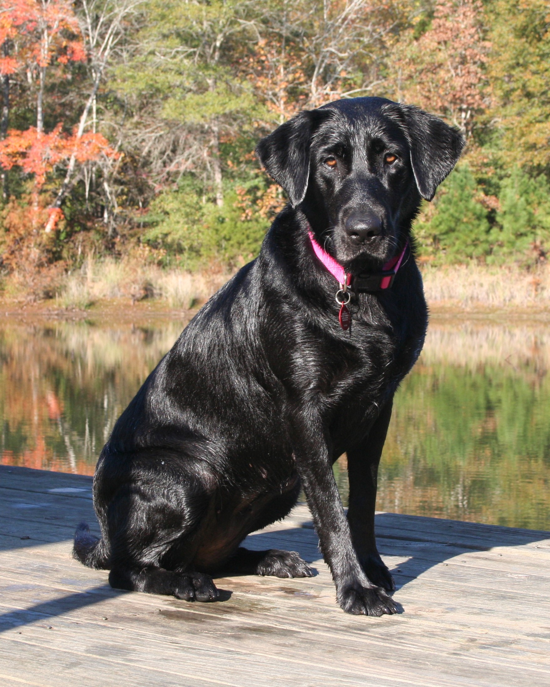 Troubador's Piney Woods Rockstar | Black Labrador Retriver