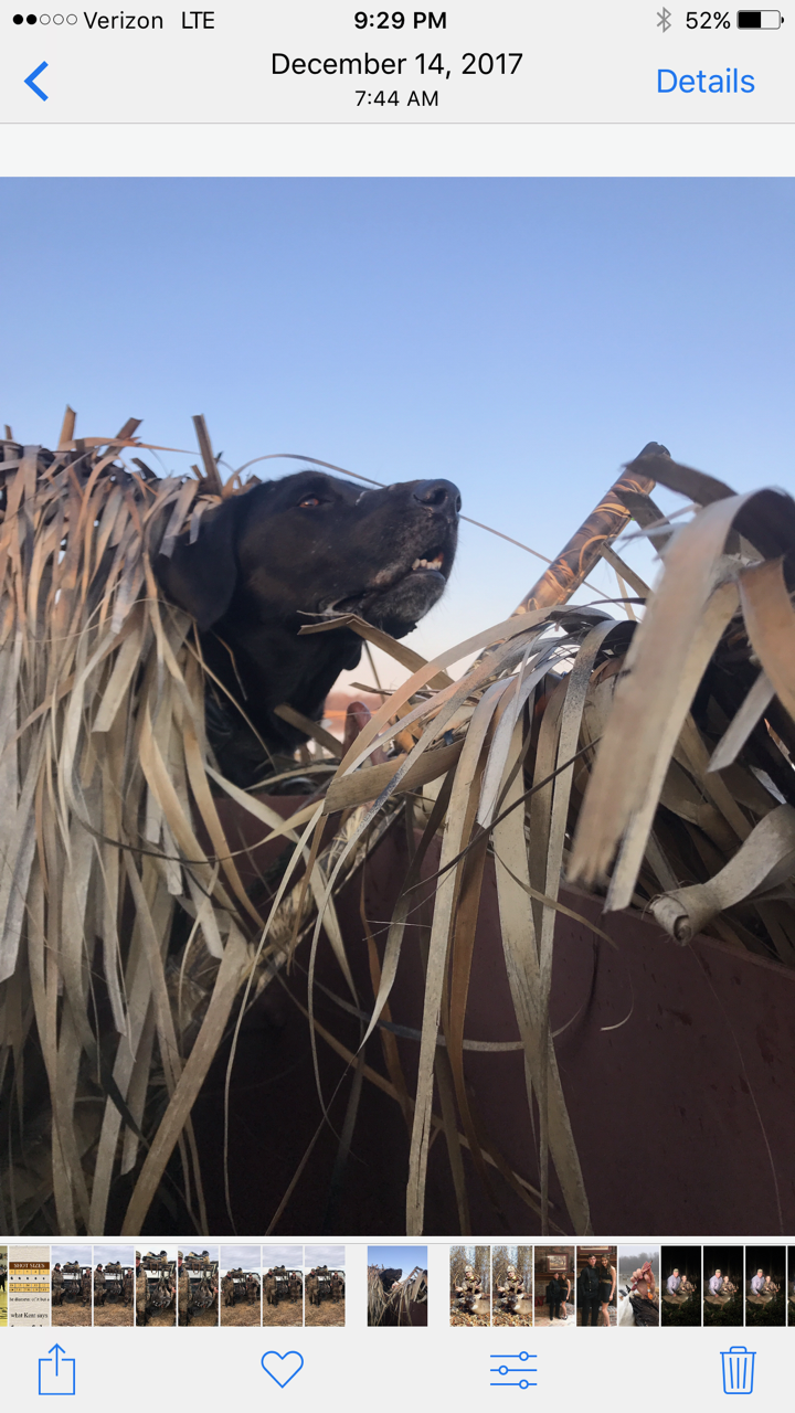 HRCH Roux's Majik Ryder Fowl Play | Black Labrador Retriver