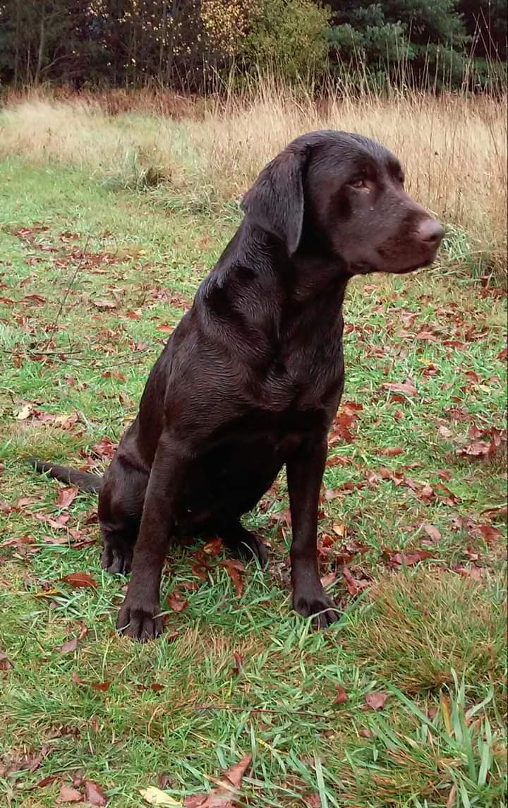 HF Look At Little Sister | Chocolate Labrador Retriver