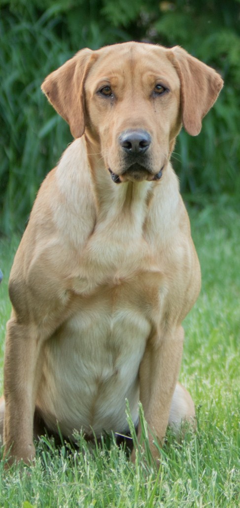 AFTCH Amarillo Diggin Up Bones QAA | Yellow Labrador Retriver