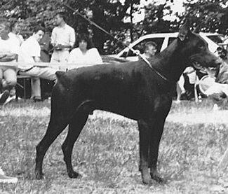 Tor Bay de Amiluc | Brown Doberman Pinscher