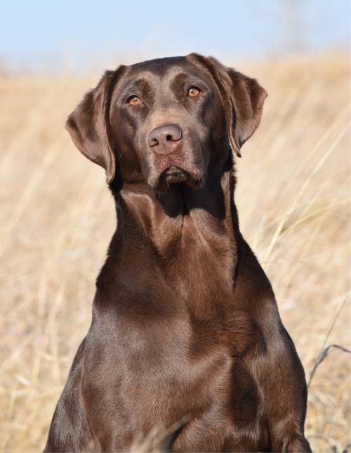 4XGMPR  Fatcity Caty Haddie MH | Chocolate Labrador Retriver