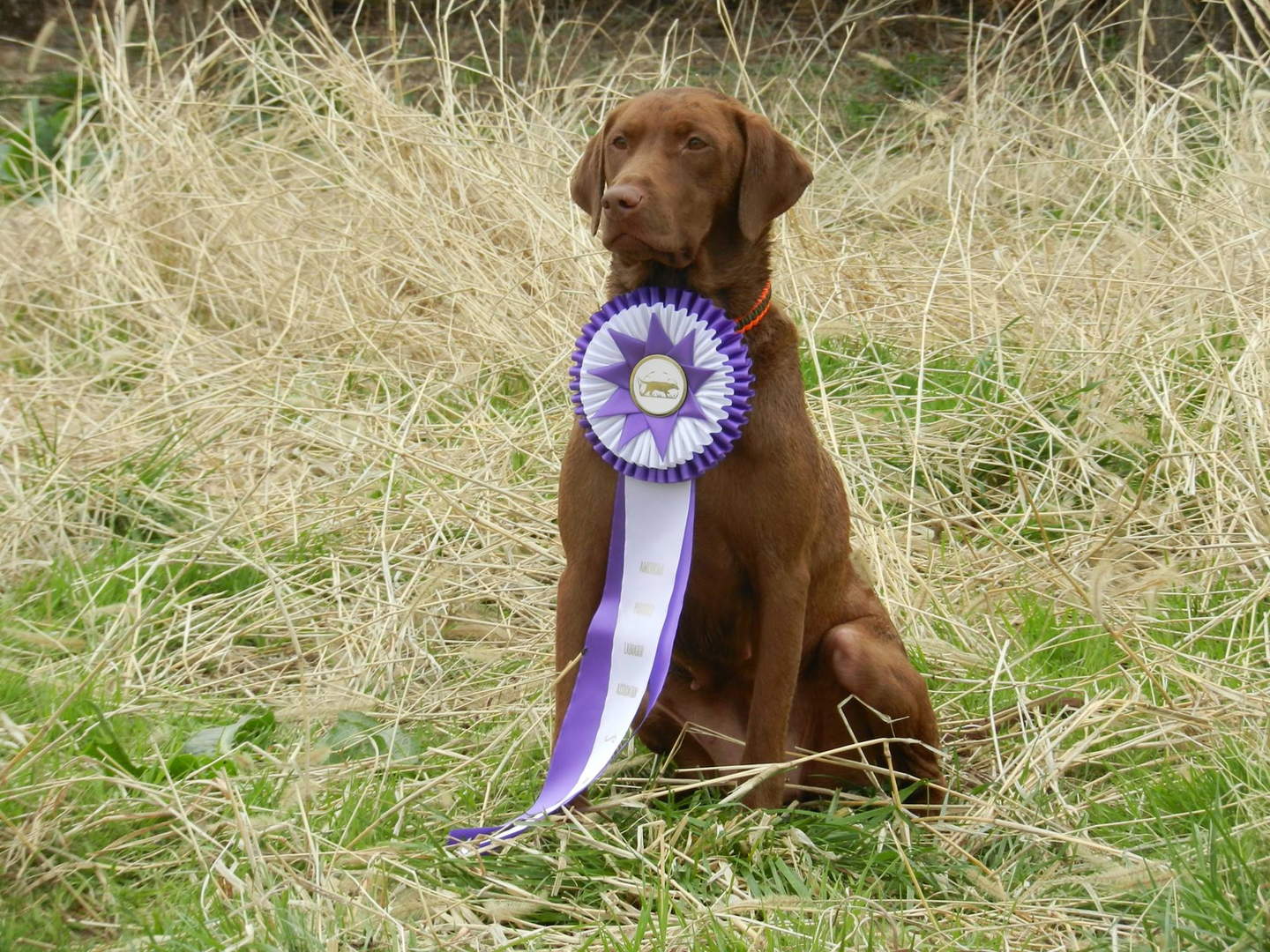 GMPR Coteau View Gator's Locked Up Diva On Point | Chocolate Labrador Retriver