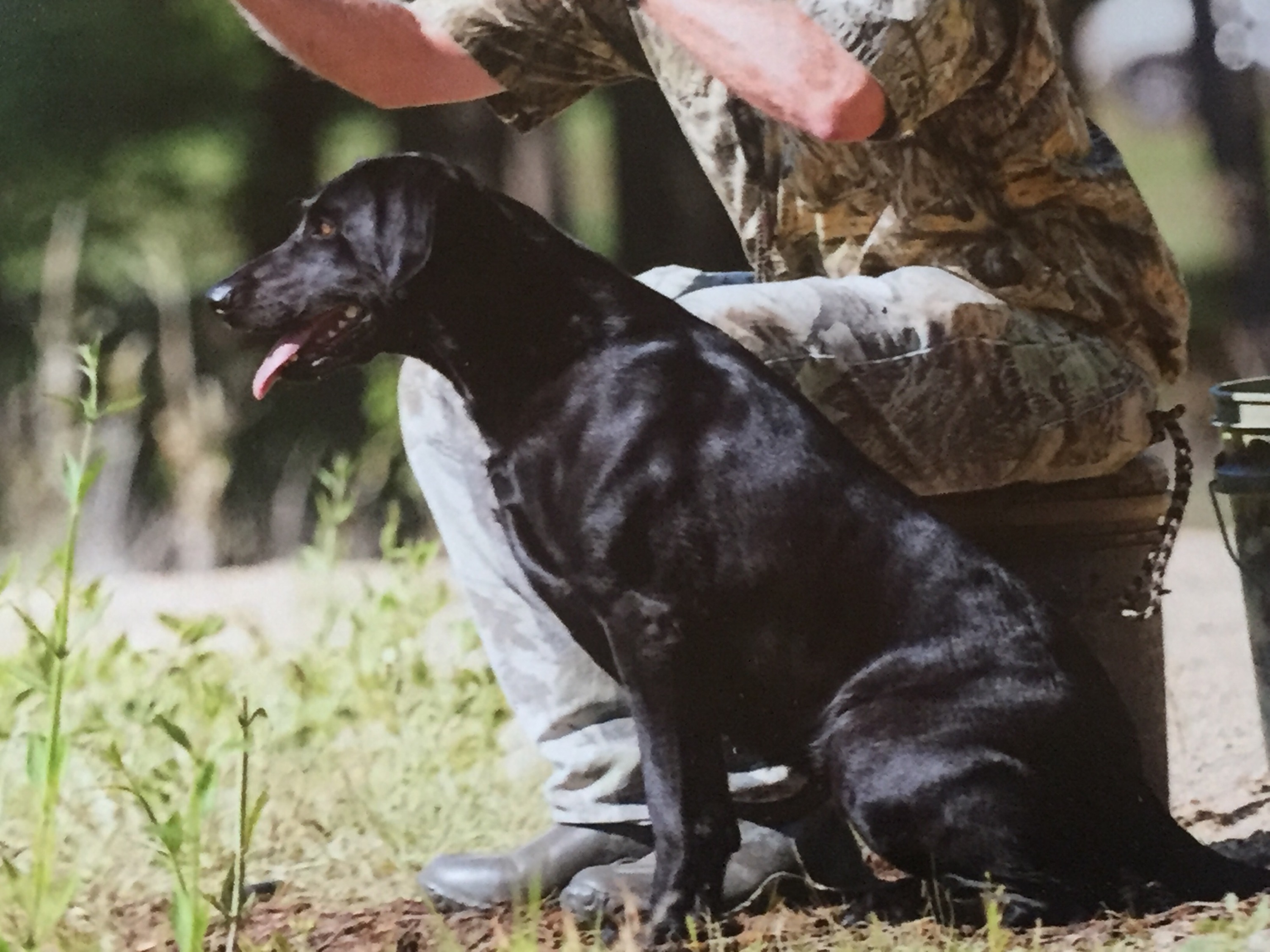 HRCH Annie May Get Er Done MH QAA | Black Labrador Retriver