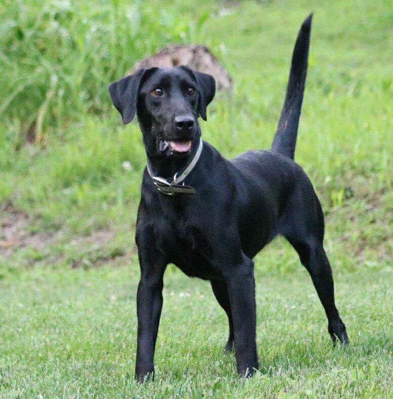 RPM'S Fade To Black | Black Labrador Retriver