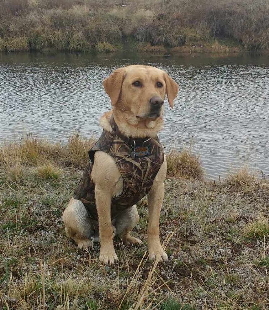 Pfeiffer's Klamath Basin Rebel | Yellow Labrador Retriver