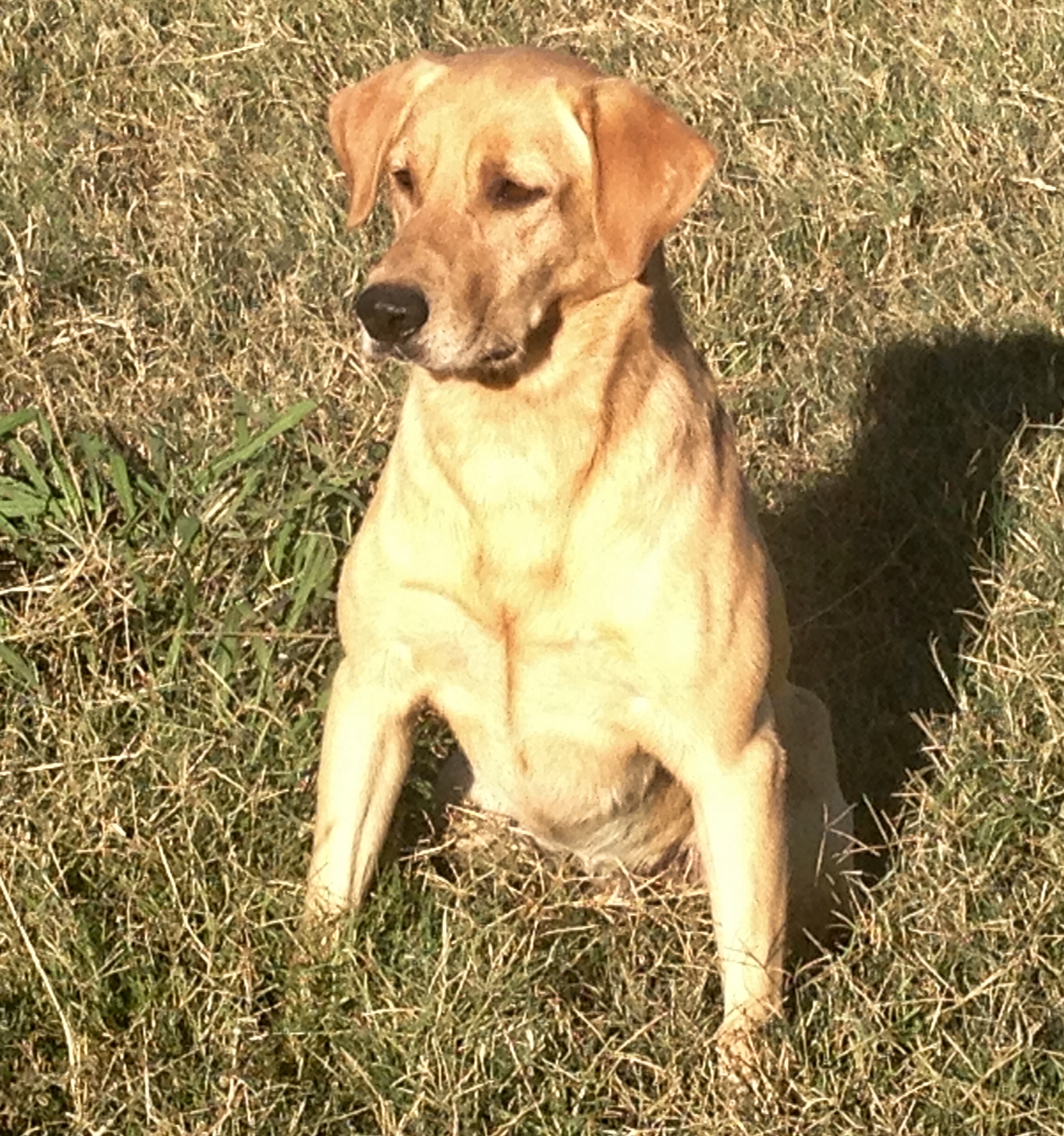 Stonebrook's Top Gun Tex MH | Yellow Labrador Retriver